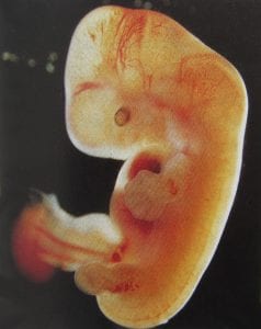 ontwikkeling-embryo