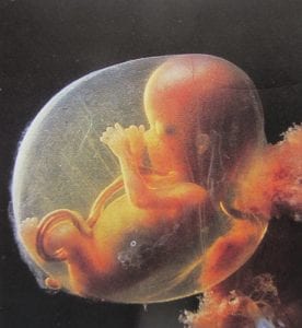 ontwikkeling-foetus