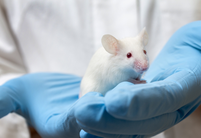 muis, laboratorium, proefdier, blauwe handscheon