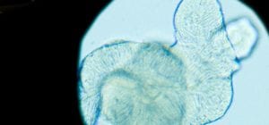 close-up, organoid, organoids, microscoop, microscoopbeeld, blauw
