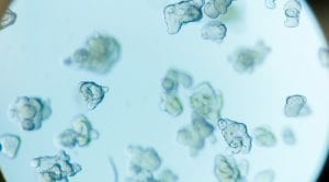 Organoid