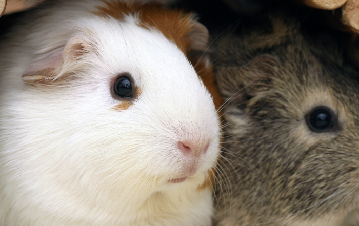 Cavia's