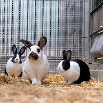 Huisvesting konijnen
