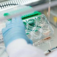 organoids