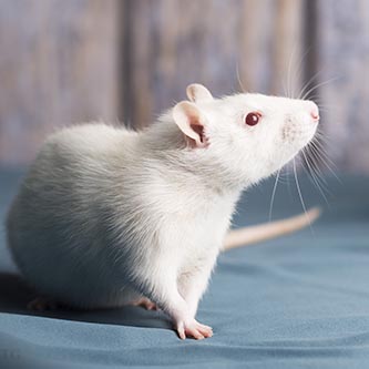 Ratje Ratje