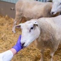 Schaap