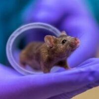 longonderzoek muizen