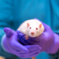 rat als proefdier