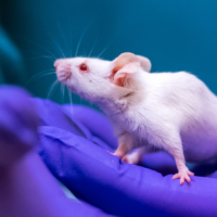 muis proefdiervrij gewrichtsonderzoek