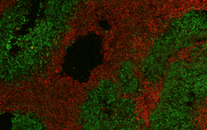 organoid gutvibrations