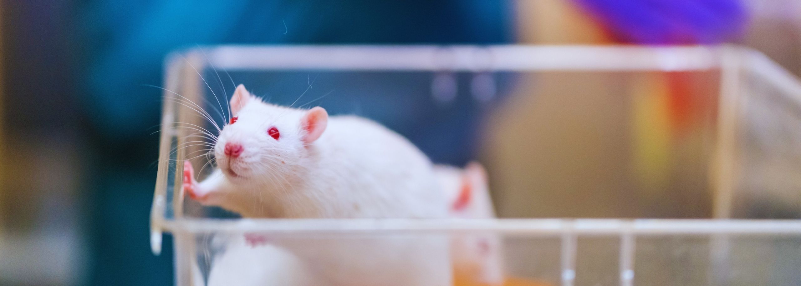 Rat proefdier laboratorium voedseveiligheid