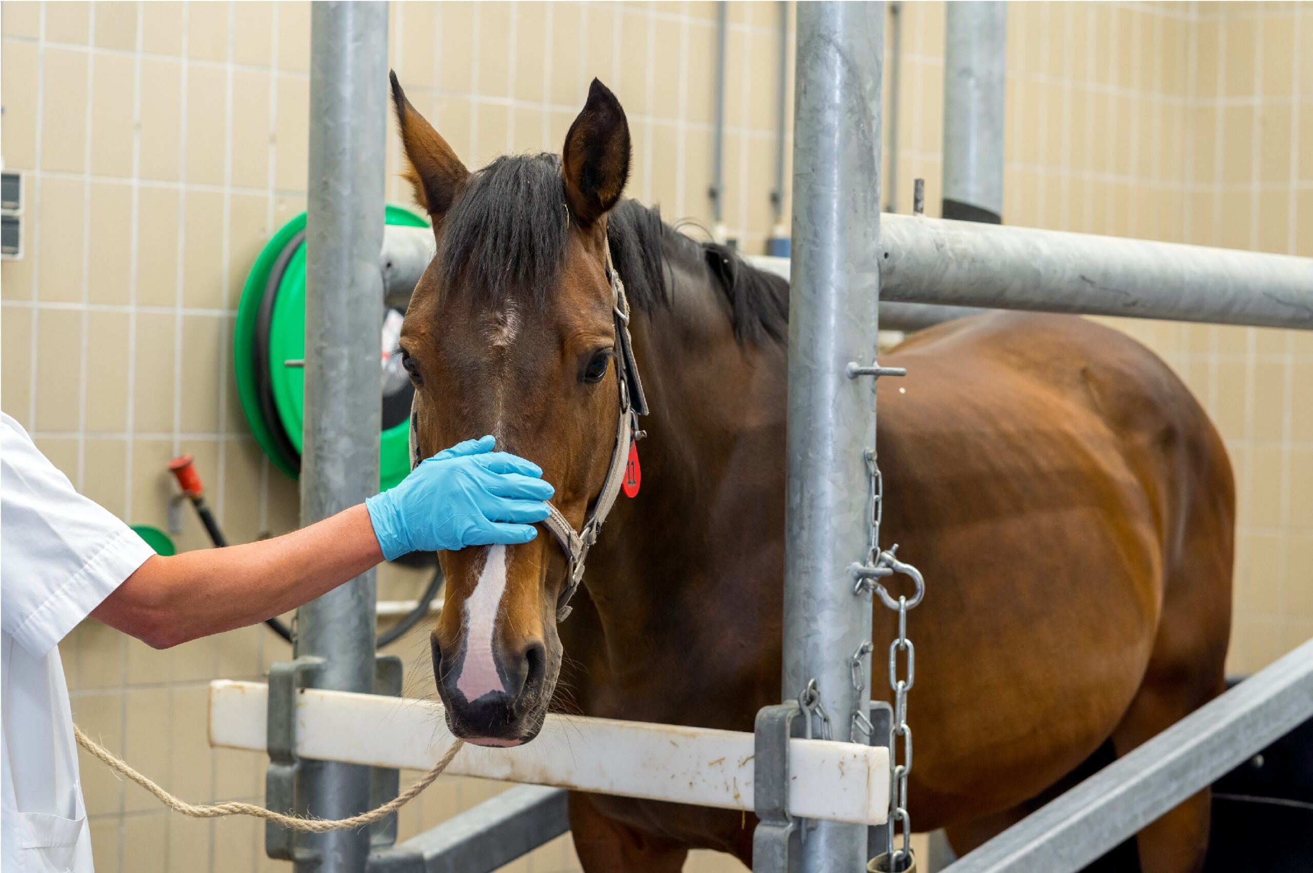 Paard proefdier