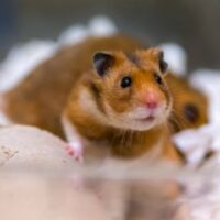 Hamster proefdiervrij