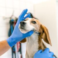 Hartonderzoek Hond