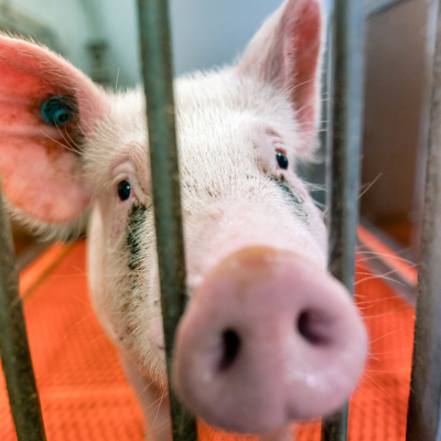 Vervang varkens in onderzoek