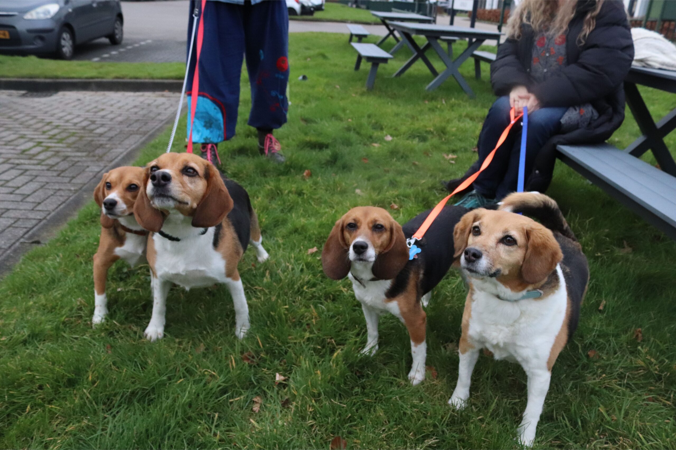 Ontwerp zonder titel (12) Lola, Pippi, Luna en Fenna (beagle puppies)