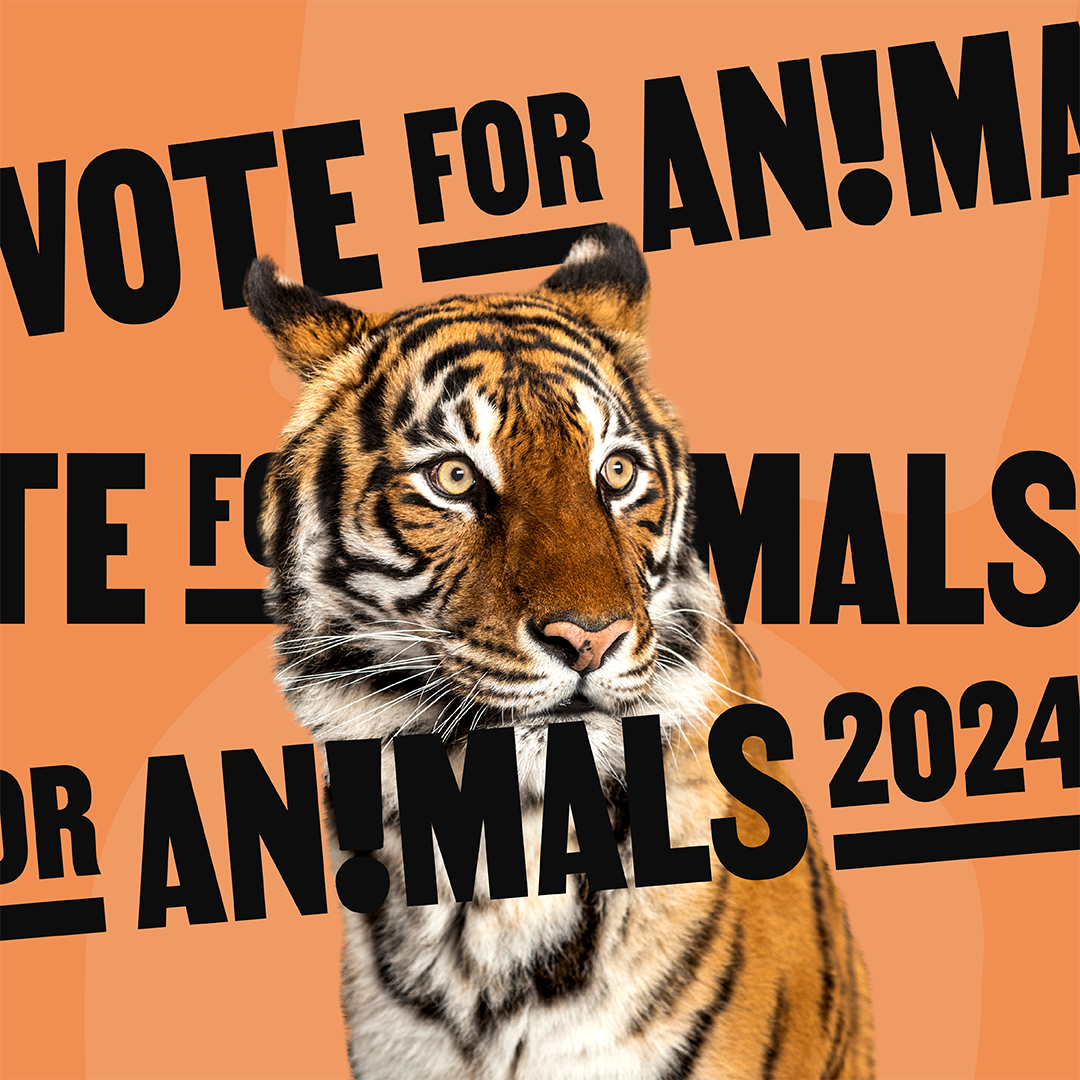 Tijger met de tekst 'Vote for Animals'