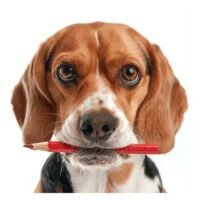 stem voor dieren proefdieren beagle