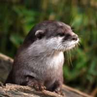 otter