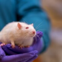 proefdier rat vitaltissue