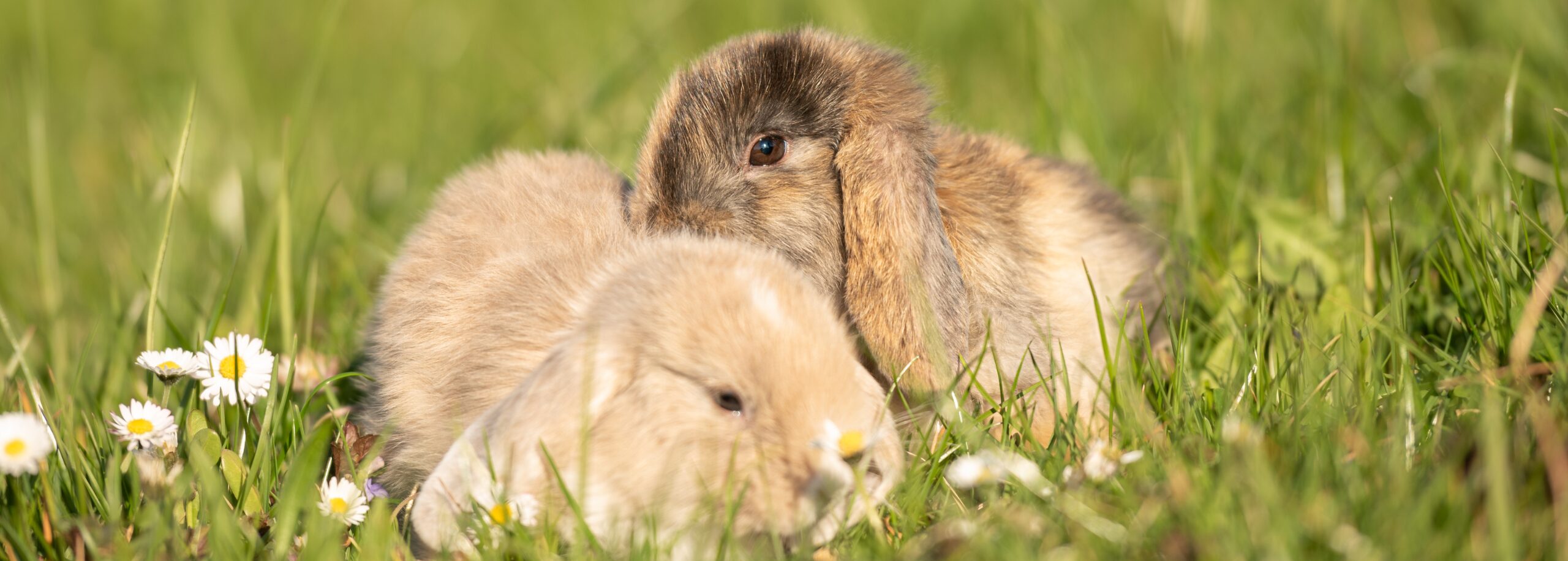 Twee jonge konijnen in het gras