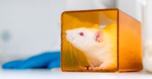 Rat in oranje buis