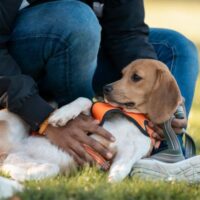 Beagle (c) Dutch Cell Dogs (1) Beagle Dutch Cell Dogs