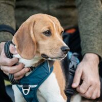 Beagle (c) Dutch Cell Dogs (2) Anke