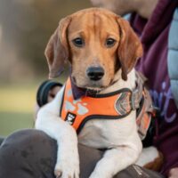 Beagle (c) Dutch Cell Dogs (3) Beagle Dutch Cell Dogs