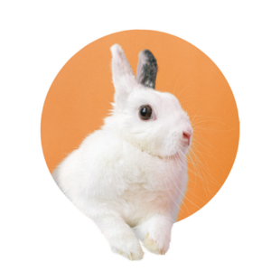 Proefdiervrij_konijn uit rondje 400×400 Konijn komt uit oranje rondje