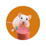 Geen Stijl muis visual website 750×750 Muis drinkt smoothie