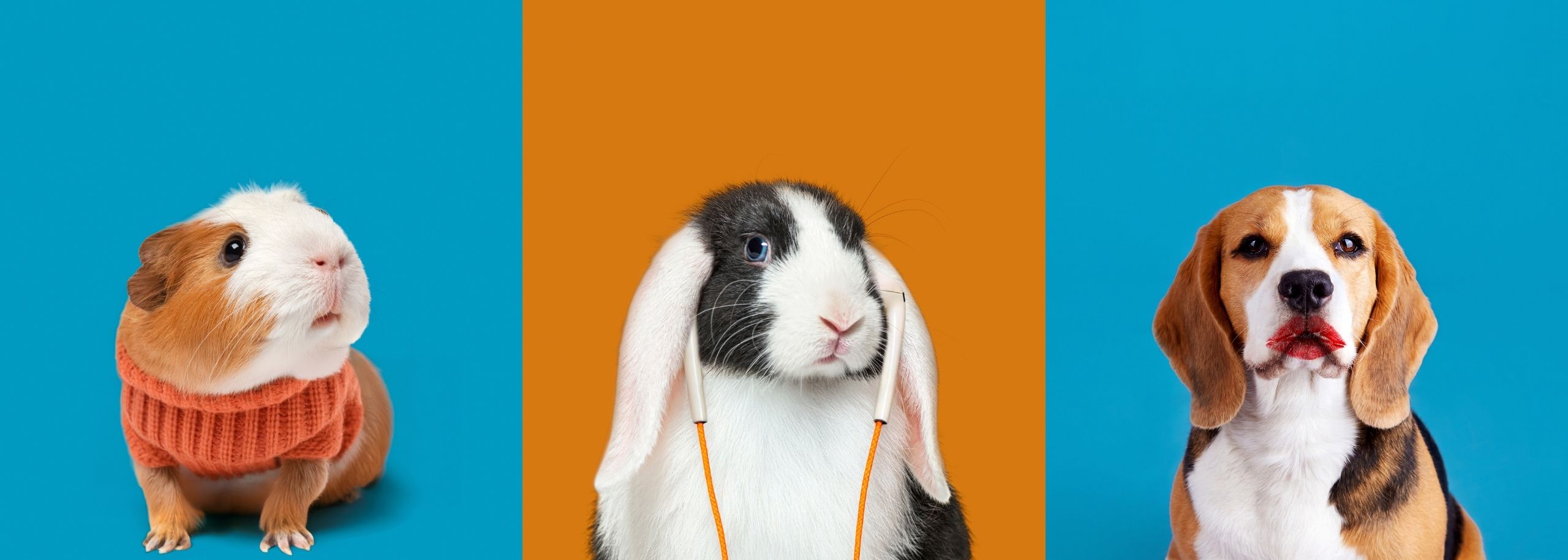 Cavia met trui aan - Oortjes in de oren van een konijn - Lipstick op een Beagle hond