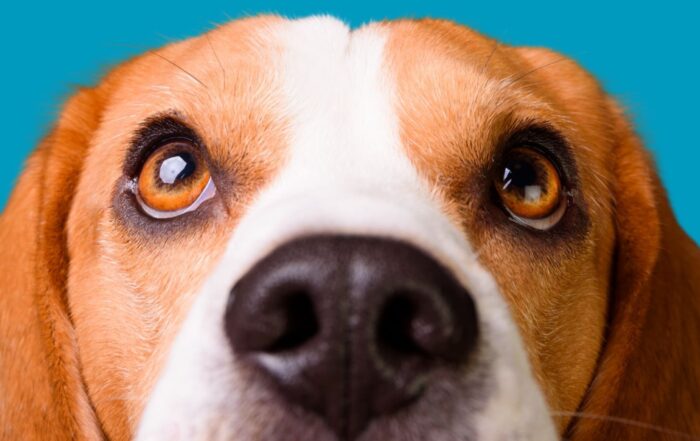 Beagle kijkend omhoog