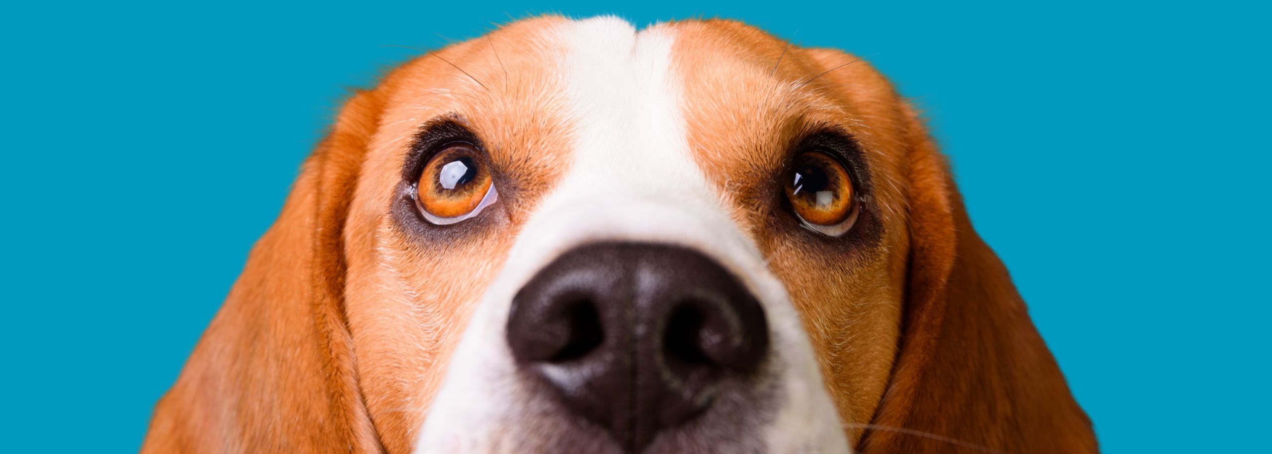 Beagle kijkend omhoog