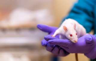 Onderzoeker met paarse handschoenen houdt een witte laboratoriummuis vast