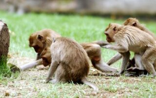 Een groep resusapen zit samen op gras in een buitenverblijf. Ze zoeken contact met elkaar en lijken nieuwsgierig en speels.