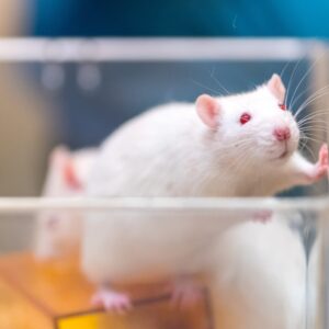 Hamsters in lab