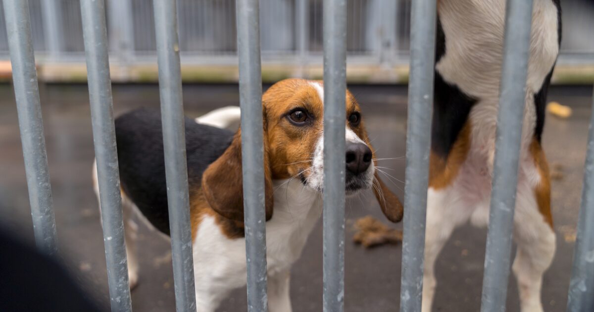 Een beagle staat achter metalen tralies in een onderzoeksfaciliteit en kijkt omhoog richting de camera. Naast de hond is een deel van een tweede beagle zichtbaar.