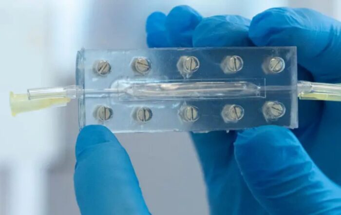 Blauwe laboratoriumhandschoen die een organoid vasthoudt.