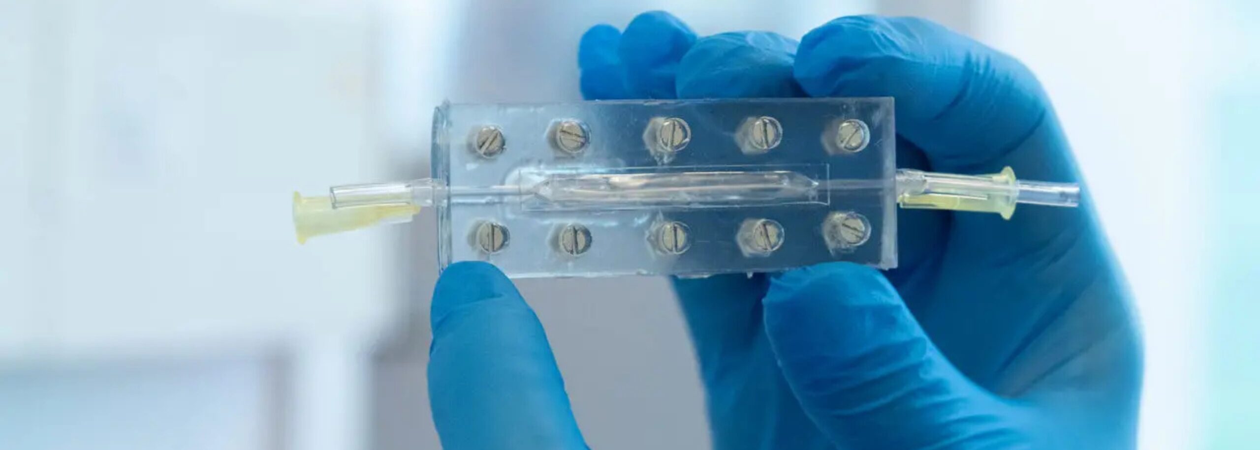 Blauwe laboratoriumhandschoen die een organoid vasthoudt.