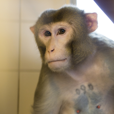 Aap met tattoo op borst