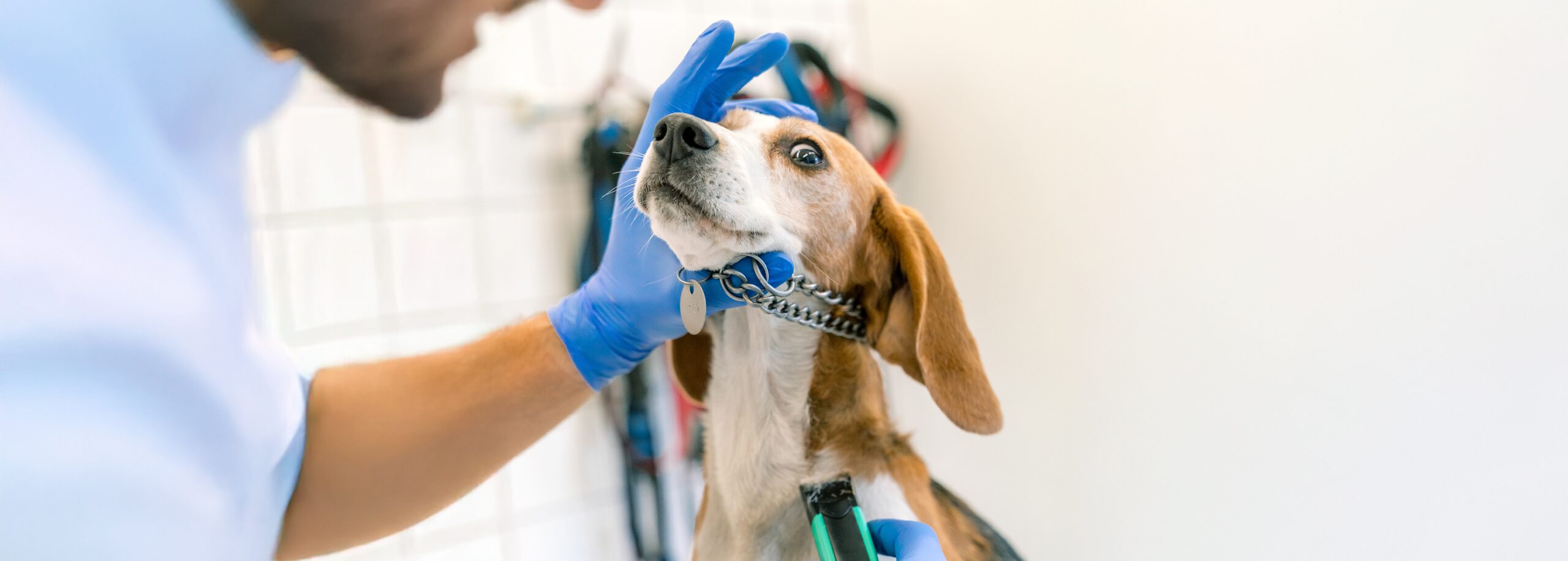 Hond gebruikt als Proefdier