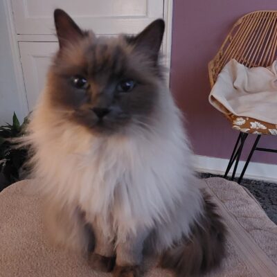 Poes Noortje