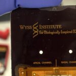 Vagina chip image, Wyss Institute, Harvard University