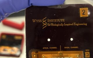Vagina chip image, Wyss Institute, Harvard University