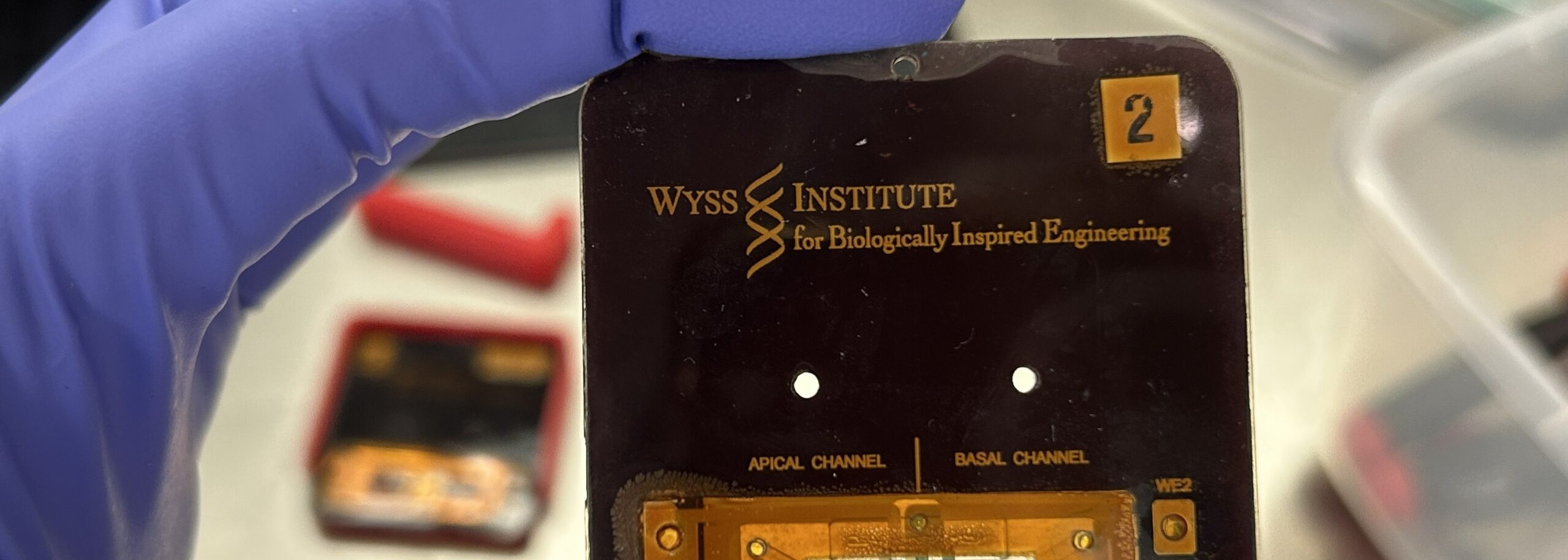 Vagina chip image, Wyss Institute, Harvard University