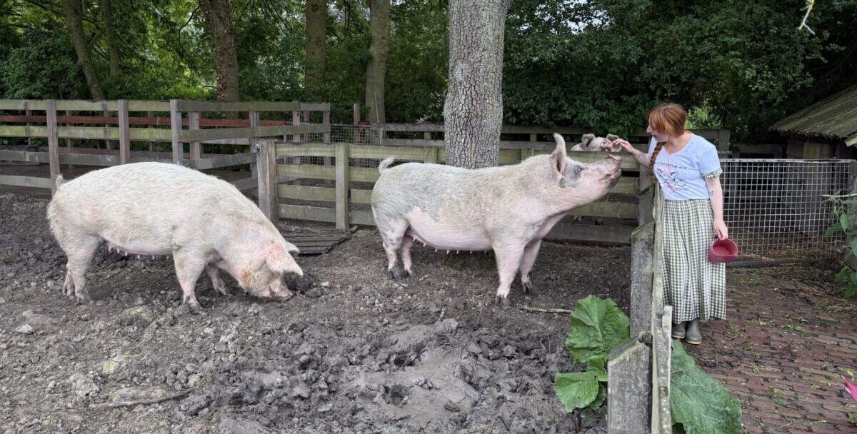 Roxy met de varkens Roxy van de Peerdegaerdt