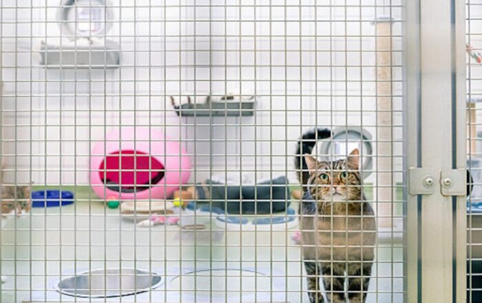Proefkat achter tralies in een lab