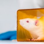 muis in het lab