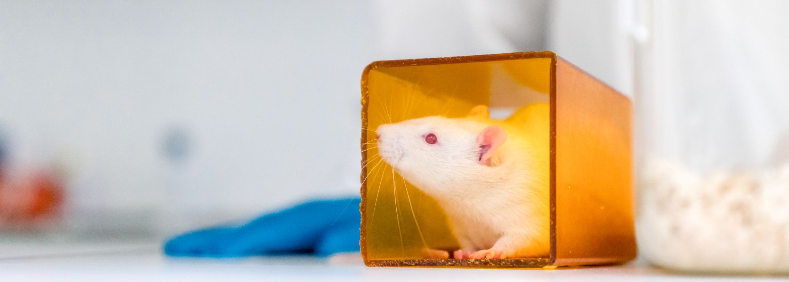 muis in het lab